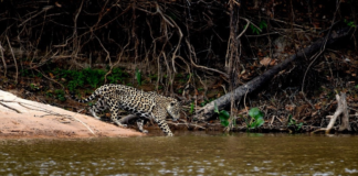 En el contexto del “Día Internacional del Jaguar”, celebrado el 29 de noviembre, el Fondo Mundial para la Naturaleza (WWF por sus siglas en inglés) recalcó el valor detrás de la conservación del felino más grande del continente americano.