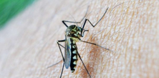 En el cantón Taisha, en Morona Santiago (Amazonía ecuatoriana), se desplegaron brigadas médicas para atender a los ciudadanos que pueden estar afectados por la malaria. Así lo informó el Ministerio de Salud Pública.
