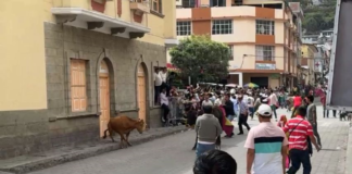 Este 28 de junio de 2025, en el marco de las festividades de San Pedro, patrón del cantón Alausí, se desarrolló una de las actividades más esperadas por la ciudadanía el tradicional encierro taurino. En horas de la mañana, las principales calles del cantón se convirtieron en escenario de emoción, adrenalina y tradición viva, cuando decenas de jóvenes salieron a enfrentar con valentía al ganado bravo.