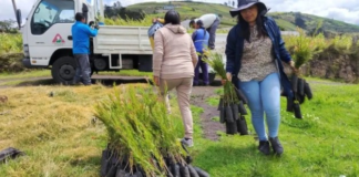 Con una inversión anual cercana a los 2 millones 700 mil dólares, el Gobierno Provincial de Tungurahua impulsa una estrategia integral de conservación de páramos y desarrollo sostenible que abarca 42.000 hectáreas de ecosistemas de altura y beneficia directamente a más de 15.000 familias que habitan en zonas de amortiguamiento.