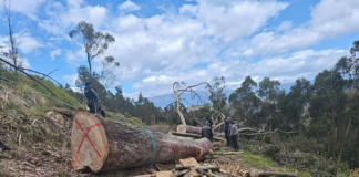 Un operativo realizado por la Policía Nacional del Ecuador, a través de la Subzona Chimborazo y con el apoyo del Ministerio de Medio Ambiente, intervino en un presunto caso de tala ilegal de árboles en la parroquia Cacha, ubicada en los alrededores de Riobamba.