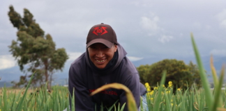 El gobierno de Daniel Noboa anunció la entrega del Bono Raíces, una compensación económica destinada a familias rurales de los sectores agrícola y pecuario, como medida frente al reciente fin del subsidio al diésel en Ecuador.