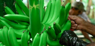 El presidente Daniel Noboa suscribió el Decreto Ejecutivo N.┬║ 116, con el cual reformó el reglamento a la Ley para Estimular y Controlar la Producción y Comercialización del Banano, Plátano y otras musáceas afines destinadas a la exportación. La medida entró en vigencia el 10 de septiembre de 2025, tras su publicación en el Registro Oficial.
