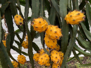 El dinamismo del sector agropecuario y agroindustrial ecuatoriano se refleja en un incremento histórico de las exportaciones. Según cifras del Banco Central del Ecuador, entre enero y junio de 2025, las ventas al exterior alcanzaron 6,442 millones de dólares FOB, lo que representa un crecimiento del 30,7 % respecto al mismo periodo del año anterior, cuando se registraron 4,929 millones.