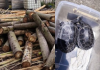 En dos acciones distintas orientadas a la defensa del patrimonio natural de la provincia, la Policía Nacional, a través de la Unidad de Protección del Medio Ambiente (UPMA), logró este 15 de octubre retener producto forestal sin documentación y rescatar ejemplares de fauna silvestre en situación de vulnerabilidad, las intervenciones, ejecutadas por personal especializado de la Subzona Chimborazo, forman parte de los controles permanentes que buscan frenar el tráfico ilegal de madera y proteger las especies nativas que habitan en la provincia.