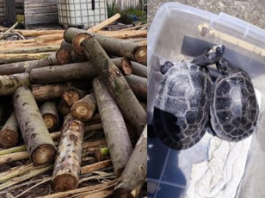 En dos acciones distintas orientadas a la defensa del patrimonio natural de la provincia, la Policía Nacional, a través de la Unidad de Protección del Medio Ambiente (UPMA), logró este 15 de octubre retener producto forestal sin documentación y rescatar ejemplares de fauna silvestre en situación de vulnerabilidad, las intervenciones, ejecutadas por personal especializado de la Subzona Chimborazo, forman parte de los controles permanentes que buscan frenar el tráfico ilegal de madera y proteger las especies nativas que habitan en la provincia.