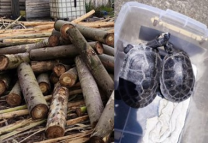 En dos acciones distintas orientadas a la defensa del patrimonio natural de la provincia, la Policía Nacional, a través de la Unidad de Protección del Medio Ambiente (UPMA), logró este 15 de octubre retener producto forestal sin documentación y rescatar ejemplares de fauna silvestre en situación de vulnerabilidad, las intervenciones, ejecutadas por personal especializado de la Subzona Chimborazo, forman parte de los controles permanentes que buscan frenar el tráfico ilegal de madera y proteger las especies nativas que habitan en la provincia.