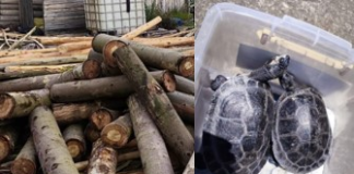 En dos acciones distintas orientadas a la defensa del patrimonio natural de la provincia, la Policía Nacional, a través de la Unidad de Protección del Medio Ambiente (UPMA), logró este 15 de octubre retener producto forestal sin documentación y rescatar ejemplares de fauna silvestre en situación de vulnerabilidad, las intervenciones, ejecutadas por personal especializado de la Subzona Chimborazo, forman parte de los controles permanentes que buscan frenar el tráfico ilegal de madera y proteger las especies nativas que habitan en la provincia.