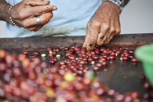 En las últimas décadas, el café ecuatoriano ha fortalecido su protagonismo en mercados globales, destacándose por su calidad, altitud y perfil sensorial único.
