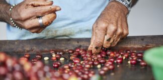 En las últimas décadas, el café ecuatoriano ha fortalecido su protagonismo en mercados globales, destacándose por su calidad, altitud y perfil sensorial único.