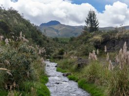 Los servicios ecosistémicos son los beneficios que la naturaleza brinda a la sociedad: agua limpia, aire puro, alimentos, regulación del clima y espacios de recreación que mejoran la calidad de vida. Su conservación resulta esencial para enfrentar los desafíos ambientales actuales y garantizar bienestar a largo plazo.