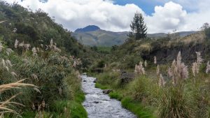 Los servicios ecosistémicos son los beneficios que la naturaleza brinda a la sociedad: agua limpia, aire puro, alimentos, regulación del clima y espacios de recreación que mejoran la calidad de vida. Su conservación resulta esencial para enfrentar los desafíos ambientales actuales y garantizar bienestar a largo plazo.
