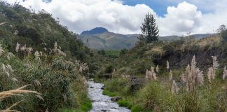 Los servicios ecosistémicos son los beneficios que la naturaleza brinda a la sociedad: agua limpia, aire puro, alimentos, regulación del clima y espacios de recreación que mejoran la calidad de vida. Su conservación resulta esencial para enfrentar los desafíos ambientales actuales y garantizar bienestar a largo plazo.
