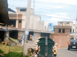 Un diagnóstico reciente de la Comisión de Ambiente, Salubridad e Higiene del Concejo Municipal revela una situación crítica: 952 de los 1.120 contenedores instalados en Riobamba requieren mantenimiento urgente. El deterioro del 85% de estos equipos compromete la salubridad urbana y refleja la necesidad de una intervención inmediata en el sistema de manejo de residuos.