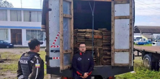 La provincia de Chimborazo fue escenario de un operativo ambiental que dejó al descubierto una presunta actividad de tala y transporte ilegal de madera. Personal especializado de la Unidad de Protección del Medio Ambiente (UPMA) de la Policía Nacional del Ecuador ejecutó una intervención que permitió la retención de más de 9.150 metros cúbicos de producto forestal de pino, cuyo origen no pudo ser justificado por los responsables del cargamento.