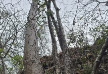 Los bosques secos tropicales del sur del Ecuador, ecosistemas únicos por su biodiversidad y por su vulnerabilidad frente a la expansión agrícola y la ganadería, atraviesan un acelerado proceso de degradación. En medio de este panorama, la ciencia vuelve a destacar la riqueza biológica del país: un equipo internacional de investigadores ha identificado una nueva especie de árbol.