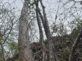 Los bosques secos tropicales del sur del Ecuador, ecosistemas únicos por su biodiversidad y por su vulnerabilidad frente a la expansión agrícola y la ganadería, atraviesan un acelerado proceso de degradación. En medio de este panorama, la ciencia vuelve a destacar la riqueza biológica del país: un equipo internacional de investigadores ha identificado una nueva especie de árbol.