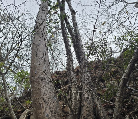 Los bosques secos tropicales del sur del Ecuador, ecosistemas únicos por su biodiversidad y por su vulnerabilidad frente a la expansión agrícola y la ganadería, atraviesan un acelerado proceso de degradación. En medio de este panorama, la ciencia vuelve a destacar la riqueza biológica del país: un equipo internacional de investigadores ha identificado una nueva especie de árbol.