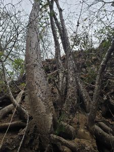 Los bosques secos tropicales del sur del Ecuador, ecosistemas únicos por su biodiversidad y por su vulnerabilidad frente a la expansión agrícola y la ganadería, atraviesan un acelerado proceso de degradación.