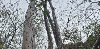 Los bosques secos tropicales del sur del Ecuador, ecosistemas únicos por su biodiversidad y por su vulnerabilidad frente a la expansión agrícola y la ganadería, atraviesan un acelerado proceso de degradación.