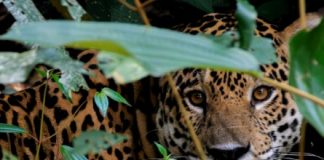 El Fondo Mundial para la Naturaleza (WWF Ecuador) organizó una jornada que reunió a autoridades ambientales, organizaciones de conservación, academia, comunidades locales y medios de comunicación para fortalecer el compromiso del cada una de las partes con la protección de esta especie emblemática para la biodiversidad del Ecuador y la región.