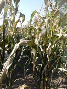 La provincia de Chimborazo enfrenta una grave emergencia agrícola tras las intensas heladas registradas en los últimos días, que han devastado amplias extensiones de cultivos de maíz en etapa final de desarrollo. Las pérdidas afectan especialmente a las comunidades de Chingazo Alto, Penipe, San Antonio de Bayushig, Palitahua, Guano y otros sectores, donde los agricultores se preparaban para la cosecha de choclo, producto clave para la economía local.