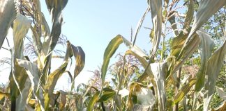 La provincia de Chimborazo enfrenta una grave emergencia agrícola tras las intensas heladas registradas en los últimos días, que han devastado amplias extensiones de cultivos de maíz en etapa final de desarrollo. Las pérdidas afectan especialmente a las comunidades de Chingazo Alto, Penipe, San Antonio de Bayushig, Palitahua, Guano y otros sectores, donde los agricultores se preparaban para la cosecha de choclo, producto clave para la economía local.