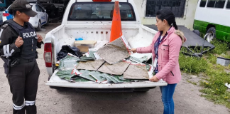 Venta ilegal de musgo sale a la luz en La Merced durante la temporada navideña Un operativo de la Unidad de Protección del Medio Ambiente (UPMA), realizado este 4 de diciembre, en coordinación con autoridades competentes, dejó al descubierto la persistente venta ilegal de musgo en el mercado La Merced, uno de los puntos comerciales más concurridos de la ciudad. En la intervención se decomisaron 10 kilos de este material vegetal, cuya extracción está prohibida en Ecuador.