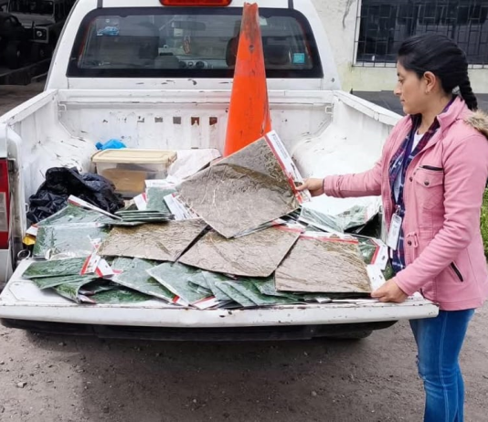 Un operativo de la Unidad de Protección del Medio Ambiente (UPMA), realizado este 4 de diciembre, en coordinación con autoridades competentes, dejó al descubierto la persistente venta ilegal de musgo en el mercado La Merced, uno de los puntos comerciales más concurridos de la ciudad. En la intervención se decomisaron 10 kilos de este material vegetal, cuya extracción está prohibida en Ecuador.