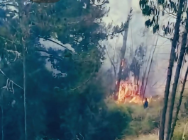 Un incendio forestal registrado este 5 de diciembre en la parroquia Cacha, puso en alerta a las comunidades de la zona y movilizó a varias unidades especializadas del Cuerpo de Bomberos de Riobamba. El siniestro, que inició en horas de la mañana y se extendió rápidamente por la vegetación seca del sector, obligó a los equipos de emergencia a desplegar un operativo que se prolongó por varias horas.