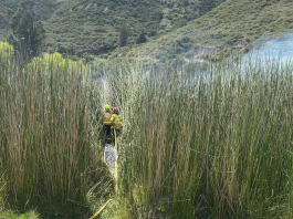 El Cuerpo de Bomberos de Guano respondió de manera oportuna a una alerta por incendio forestal registrada en el sector Los Elenes, una zona rural donde persisten prácticas de quema no controlada de vegetación que representan un riesgo constante para la seguridad comunitaria y el entorno natural.