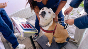 El 30 de noviembre se llevó a cabo una nueva jornada gratuita de esterilización dirigida a perros y gatos de los sectores Calzado Libre y Yaruquíes. La iniciativa buscó acercar este servicio a más familias de la ciudad y continuar fortaleciendo la tenencia responsable en la comunidad.