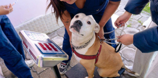 El 30 de noviembre se llevó a cabo una nueva jornada gratuita de esterilización dirigida a perros y gatos de los sectores Calzado Libre y Yaruquíes. La iniciativa buscó acercar este servicio a más familias de la ciudad y continuar fortaleciendo la tenencia responsable en la comunidad.