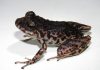 Pristimantis paganus, conocida comúnmente como cutín pagano amazónico, es el nombre de la nueva especie de rana endémica descrita por investigadores de Universidad Regional Amazónica- Ikiam y el Instituto Nacional de Biodiversidad (INABIO) en la Reserva Biológica Colonso Chalupas y el Parque Nacional Llanganates, donde habita bosques nublados y ecosistemas de alta montaña entre los 2.100 y 2.500 metros de altitud.
