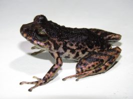 Pristimantis paganus, conocida comúnmente como cutín pagano amazónico, es el nombre de la nueva especie de rana endémica descrita por investigadores de Universidad Regional Amazónica- Ikiam y el Instituto Nacional de Biodiversidad (INABIO) en la Reserva Biológica Colonso Chalupas y el Parque Nacional Llanganates, donde habita bosques nublados y ecosistemas de alta montaña entre los 2.100 y 2.500 metros de altitud.