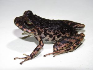 Pristimantis paganus, conocida comúnmente como cutín pagano amazónico, es el nombre de la nueva especie de rana endémica descrita por investigadores de Universidad Regional Amazónica- Ikiam y el Instituto Nacional de Biodiversidad (INABIO) en la Reserva Biológica Colonso Chalupas y el Parque Nacional Llanganates, donde habita bosques nublados y ecosistemas de alta montaña entre los 2.100 y 2.500 metros de altitud.
