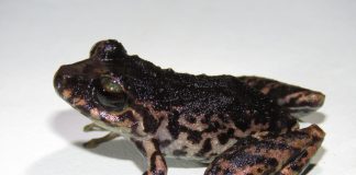 Pristimantis paganus, conocida comúnmente como cutín pagano amazónico, es el nombre de la nueva especie de rana endémica descrita por investigadores de Universidad Regional Amazónica- Ikiam y el Instituto Nacional de Biodiversidad (INABIO) en la Reserva Biológica Colonso Chalupas y el Parque Nacional Llanganates, donde habita bosques nublados y ecosistemas de alta montaña entre los 2.100 y 2.500 metros de altitud.
