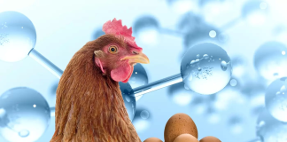 El desplome del precio del huevo en el mercado interno ha puesto en emergencia al sector avícola de Tungurahua, donde pequeños y medianos productores operan con pérdidas y dependen de créditos para sostener sus granjas. La crisis golpea con fuerza a los avicultores de la provincia, quienes aseguran que la venta del producto estrella de su actividad está muy por debajo de los costos reales de producción. El escenario, advierten, amenaza con afectar la continuidad de la actividad avícola y la capacidad productiva futura de la región.