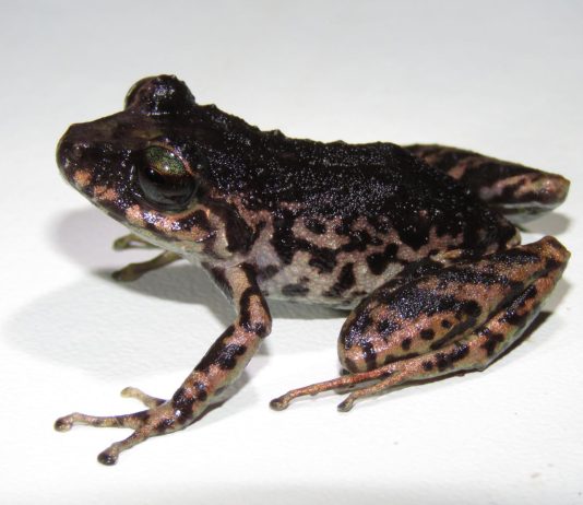 Pristimantis paganus, conocida comúnmente como cutín pagano amazónico, es el nombre de la nueva especie de rana endémica descrita por investigadores de Universidad Regional Amazónica- Ikiam y el Instituto Nacional de Biodiversidad (INABIO) en la Reserva Biológica Colonso Chalupas y el Parque Nacional Llanganates, donde habita bosques nublados y ecosistemas de alta montaña entre los 2.100 y 2.500 metros de altitud.