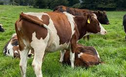 Dos vaconas fueron robadas la tarde del 5 de diciembre de 2025 en un terreno ubicado en las inmediaciones de los tanques reservorios de la parroquia Licto, en Riobamba. El incidente se produjo alrededor de las 13H30, cuando la propietaria dejó a los animales pastando mientras regresaba a su domicilio para preparar el almuerzo.