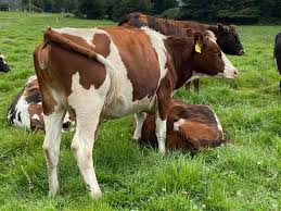 Dos vaconas fueron robadas la tarde del 5 de diciembre de 2025 en un terreno ubicado en las inmediaciones de los tanques reservorios de la parroquia Licto, en Riobamba. El incidente se produjo alrededor de las 13H30, cuando la propietaria dejó a los animales pastando mientras regresaba a su domicilio para preparar el almuerzo.