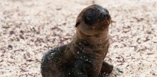 Las alertas ciudadanas sobre el uso de pirotecnia en las islas Galápagos activaron una respuesta inmediata del Estado. El Ministerio de Ambiente y Energía confirmó que se ejecutó un operativo interinstitucional con la Dirección del Parque Nacional Galápagos, el Consejo de Gobierno del Régimen Especial de Galápagos, la Armada del Ecuador y la Policía Nacional.