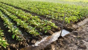 En el marco del Plan Nacional de Riego y Drenaje 2021–2026, el Ministerio de Ambiente y Energía (MAE) emitió viabilidades técnicas, informes de pertinencia e informes de concordancia para la ejecución de proyectos de riego en las provincias de Cotopaxi, Tungurahua y Chimborazo, con el objetivo de fortalecer la producción agrícola y mejorar la calidad de vida de las familias del sector rural.