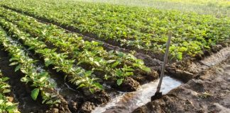 En el marco del Plan Nacional de Riego y Drenaje 2021–2026, el Ministerio de Ambiente y Energía (MAE) emitió viabilidades técnicas, informes de pertinencia e informes de concordancia para la ejecución de proyectos de riego en las provincias de Cotopaxi, Tungurahua y Chimborazo, con el objetivo de fortalecer la producción agrícola y mejorar la calidad de vida de las familias del sector rural.