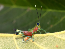 Un equipo de investigadores del Instituto Nacional de Biodiversidad (INABIO) y de la Universidad Central del Ecuador describió una nueva especie de saltamontes de colores llamativos, denominada Pseudoutanacris grilla, descubierta en el flanco oriental de la cordillera de los Andes, en la provincia de Morona Santiago.