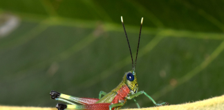 Un equipo de investigadores del Instituto Nacional de Biodiversidad (INABIO) y de la Universidad Central del Ecuador describió una nueva especie de saltamontes de colores llamativos, denominada Pseudoutanacris grilla, descubierta en el flanco oriental de la cordillera de los Andes, en la provincia de Morona Santiago.