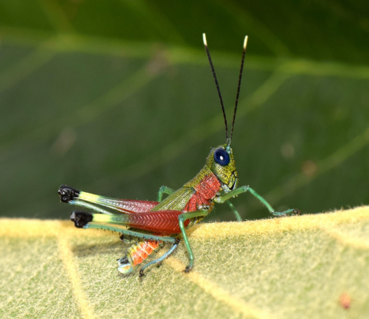 Un equipo de investigadores del Instituto Nacional de Biodiversidad (INABIO) y de la Universidad Central del Ecuador describió una nueva especie de saltamontes de colores llamativos, denominada Pseudoutanacris grilla, descubierta en el flanco oriental de la cordillera de los Andes, en la provincia de Morona Santiago.