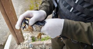 La Policía Nacional del Ecuador, a través de la Unidad de Protección del Medio Ambiente (UPMA) de Chimborazo, ejecutó un operativo de rescate de vida silvestre en la parroquia Cebadas, cantón Guamote, con el objetivo de salvaguardar la integridad de un ejemplar de quilico (Phalcoboenus carunculatus).
