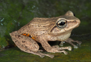 Un equipo de investigadores de la Universidad Técnica Particular de Loja (UTPL), en colaboración con la Universidad Ovidius Constanta de Rumania y el Instituto Nacional de Biodiversidad (INABIO), describió tres nuevas especies de ranas asociadas a los bosques de bambú andino en el sur del Ecuador, un hallazgo que amplía el conocimiento sobre la biodiversidad de los Andes ecuatorianos y resalta la urgencia de conservar estos ecosistemas.