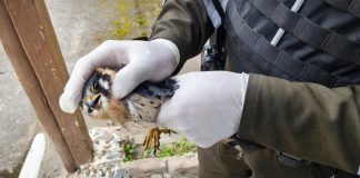 La Policía Nacional del Ecuador, a través de la Unidad de Protección del Medio Ambiente (UPMA) de Chimborazo, ejecutó un operativo de rescate de vida silvestre en la parroquia Cebadas, cantón Guamote, con el objetivo de salvaguardar la integridad de un ejemplar de quilico (Phalcoboenus carunculatus).